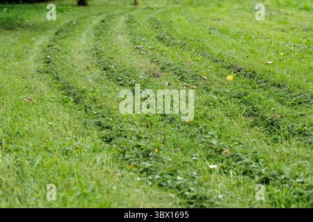 Nahaufnahme von grünem Gras mit sichtbaren Spuren eines kürzlich gemähten Schnitts, das über die Oberfläche verstreut ist. Stockfoto