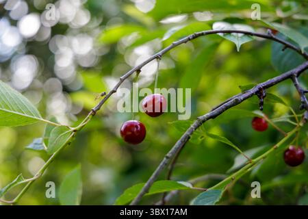 Zwei leuchtende rote Kirschen hängen an einem Zweig, umgeben von grünen Blättern mit weichem Bokeh-Hintergrund, die Frische und Natur hervorheben. Stockfoto