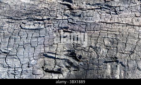 Nahaufnahme von stark gerissenem und geschwärztem verkohltem Holz, das ein strukturiertes Muster bildet, ideal für abstrakte oder dramatische Hintergründe. Stockfoto