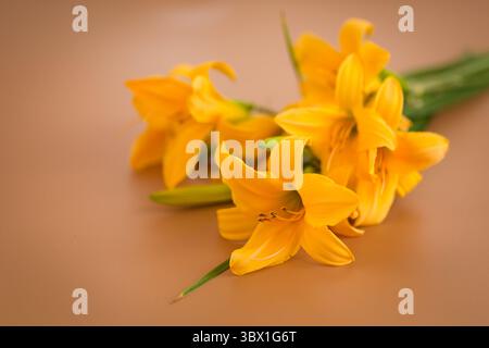 Hellgelbe Lilien auf warmbraunem Hintergrund. Stockfoto