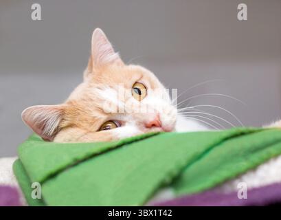 Eine gute Tabby Kurzhaarkatze, die sich in einem bequemen Haustierbett liegend Stockfoto