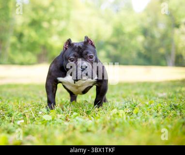 Ein kurzer, muskulöser amerikanischer Tyrannehund mit abgeschnittenen Ohren, der draußen steht Stockfoto