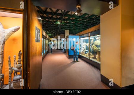 New York, USA - 24. April 2023: Innenansicht des Natural History Museum in New York. Stockfoto