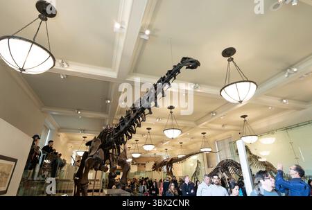 New York, USA - 24. April 2023: Innenansicht des Natural History Museum in New York. Stockfoto
