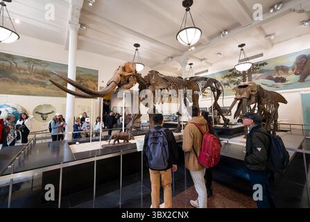 New York, USA - 24. April 2023: Innenansicht des Natural History Museum in New York. Stockfoto