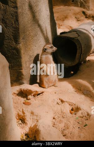 Erdmännchen stehen auf sandigem Boden und lehnen sich leicht zurück gegen einen Felsen in einem sonnendurchfluteten Gehege Stockfoto