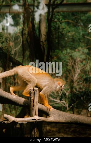 Eichhörnchenaffen, der auf einem Holzzweig in einem Zoogehege läuft, umgeben von üppigem Grün und natürlichem Licht Stockfoto