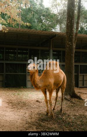 Stehendes Kamel mit hellbraunem Pelz in einem schattigen Zoogehege, umgeben von Bäumen und Zäunen Stockfoto