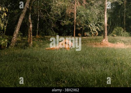 Ein majestätischer Löwe, der in hohem Gras liegt und friedlich in einer üppigen Waldlichtung gähnt Stockfoto