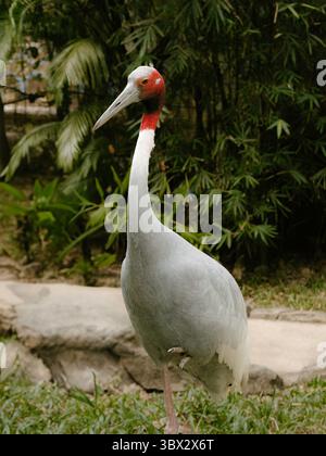 Sarus-Kran, der auf einem Bein in einer grünen natürlichen Umgebung steht Stockfoto
