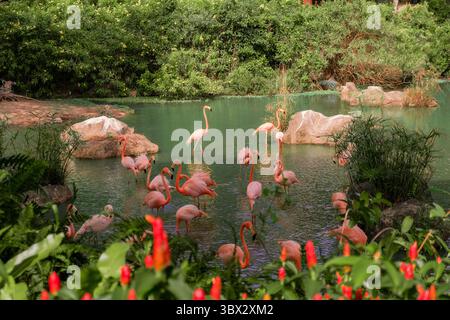Flamingos waten in der üppigen tropischen Lagune, Vietnam Stockfoto