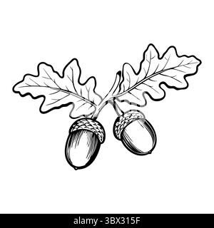 Zwei Eicheln mit Eichenblättern, schwarz-weiß dargestellt. Die Eicheln sind rund mit Kappen und die Blätter sind breit mit spitzen Spitzen. Stock Vektor