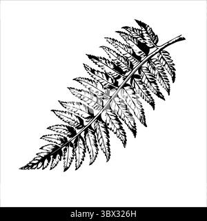 Eine detaillierte Schwarz-weiß-Illustration eines Farnblattes. Das Blatt weist komplizierte Muster und eine natürliche Form auf, die seine zarte Struktur unterstreicht. Stock Vektor