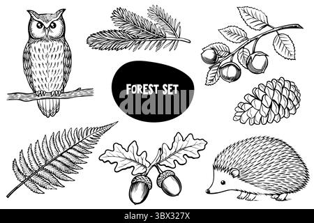 Eine Sammlung von Waldelementen, darunter eine Eule, Farn, Eicheln, Kiefernzapfen und ein Igel. Die Abbildungen sind in Schwarz-weiß gehalten und zeigen die Natur Stock Vektor