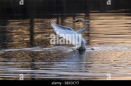 18. April 2016, Elk River, MN, Vereinigte Staaten: Ein Trompeterschwan streckt seine Flügel auf einem kleinen Teich bei Tagesanbruch nördlich des Elk River in Isle, Minnesota. Trompeterschwäne sind beeindruckend groß -- Männchen können durchschnittlich 26 Pfund einchecken -- was sie zu Nordamerikas schwerstem fliegenden Vogel macht. Um so viel Masse in die Höhe zu bringen, benötigen die Schwäne mindestens 100 Meter lange „Landebahn“ mit offenem Wasser: Sie laufen hart über die Oberfläche und klingen fast wie galoppierende Pferde, während sie die Geschwindigkeit für den Start erzeugen. (Bild: © Brian Peterson/TNS Via ZUMA Press Wire/TNS Via ZUMA Press Wire) Stockfoto