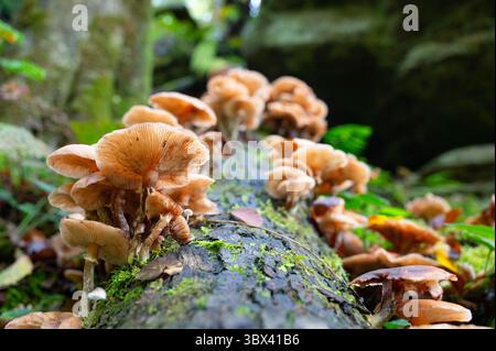 Lungenausternpilz wächst auf Einem moosbedeckten Baumstamm, Pleurotus Pulmonarius im Herbstwald Stockfoto