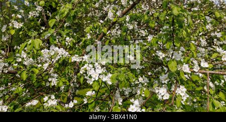 Nahaufnahme von Ästen und Blumen von Apfelbäumen , Finnland Stockfoto