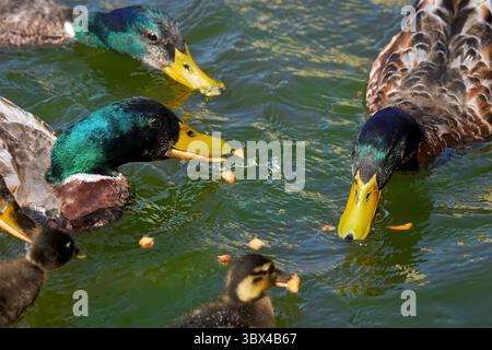 Mehrere Mallard Enten mit Enten (Anas platyrhynchos) essen Brotstücke im Wasser Stockfoto