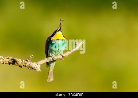 Bunter Bienenfresser, der im Sommer in Bulgarien auf Baumzweigen sitzt Stockfoto
