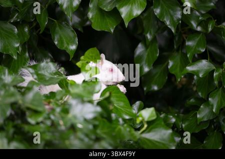 Albino-graues Eichhörnchen mit weißem Fell und rosa Augen, versteckt in Efeublättern, Großbritannien. Stockfoto