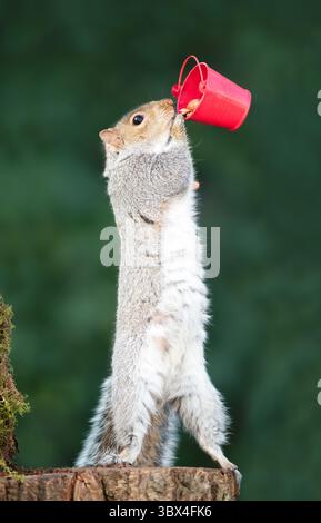 Graues Eichhörnchen isst Nüsse aus einem kleinen roten Eimer auf einem Baumstumpf, Großbritannien. Stockfoto
