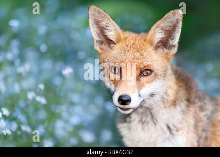 Nahaufnahme eines niedlichen Rotfuchses in einem Garten, mit blühenden Vergissmeinsblumen im Hintergrund, Großbritannien. Stockfoto