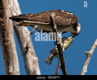 30. August 2021, ELKTON, OREGON, USA: Ein Fischadler ernährt sich von einem frisch gefangenen Kleinmaulbarsch, während er auf einem toten Baum am Umpqua River in der Nähe von Elkton im ländlichen Westen Oregons sitzt. (Bild: © Robin Loznak/ZUMA Press Wire) Stockfoto