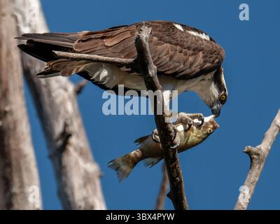 30. August 2021, ELKTON, OREGON, USA: Ein Fischadler ernährt sich von einem frisch gefangenen Kleinmaulbarsch, während er auf einem toten Baum am Umpqua River in der Nähe von Elkton im ländlichen Westen Oregons sitzt. (Bild: © Robin Loznak/ZUMA Press Wire) Stockfoto