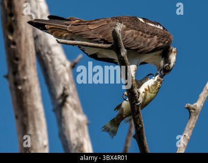30. August 2021, ELKTON, OREGON, USA: Ein Fischadler ernährt sich von einem frisch gefangenen Kleinmaulbarsch, während er auf einem toten Baum am Umpqua River in der Nähe von Elkton im ländlichen Westen Oregons sitzt. (Bild: © Robin Loznak/ZUMA Press Wire) Stockfoto