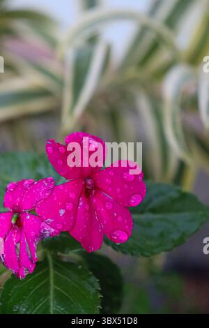 Zwei leuchtende Fuchsia-Blüten mit Wassertropfen, die auf ihren Oberflächen glitzern. Dunkelgrüne Blätter im Vordergrund und gestreiftes, verschwommenes Laub Stockfoto