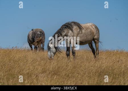 Wilde graue Pferde, die auf einer Berglandwiese in der Nähe von Cincar, Livno, grauen Stockfoto