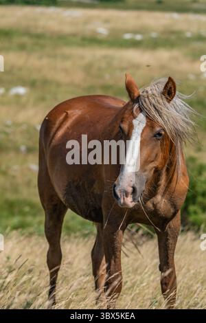 Wildes Kastanienpferd mit weißem Feuer in der Nähe von Cincar, Livno Stockfoto