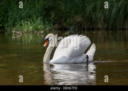 Ein erwachsener stummer Schwan (Cygnus olor) schwimmt mit erhobenen Flügeln im glitzernden Wasser Stockfoto