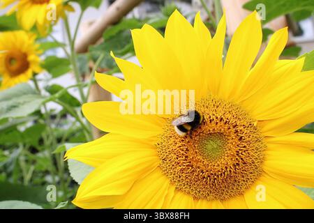 Eine Nahaufnahme einer Hummel, die Nektar aus einer lebendigen Sonnenblume sammelt, in einem üppigen Garten, umgeben von grünem Laub und weichem Tageslicht. Stockfoto