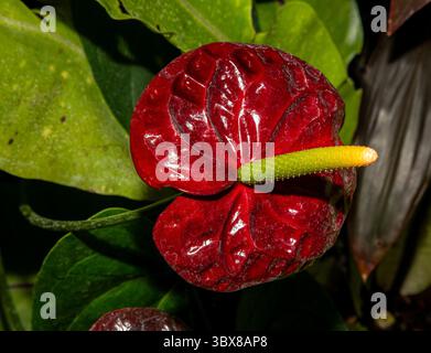 Anthurium ist eine Gattung von Kräutern, die häufig als Epiphyten auf anderen Pflanzen wachsen. Die Spadix ist oft in eine Stachelform gestreckt, kann aber kugelförmig sein Stockfoto
