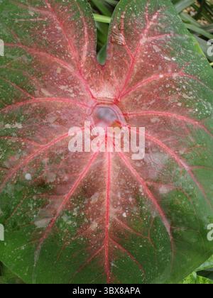 Caladium humboldtii, auch bekannt als „Elefantenohr“ oder „Engelsflügel“, ist eine tropische Pflanze, die für ihre markanten, herzförmigen Blätter und ihre lebhaften va bekannt ist Stockfoto