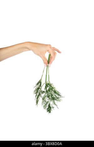 Ein Haufen Dill in Frauenhand isoliert auf weißem Hintergrund. Stockfoto
