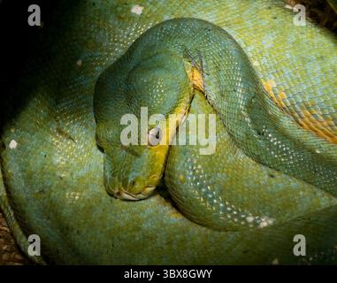Morelia viridis, The Green Tree python, ist eine Art von Python in Neuguinea gefunden, Inseln in Indonesien, und Cape York Halbinsel in Australien. Stockfoto