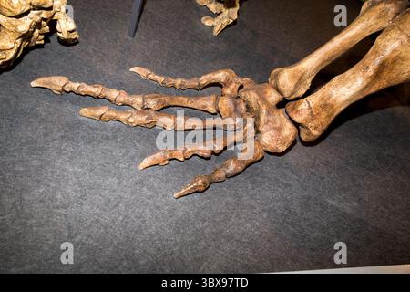 Dinosaurierfuß und Skelett, das Körperstruktur für Bildung und Wissenschaft zeigt Stockfoto