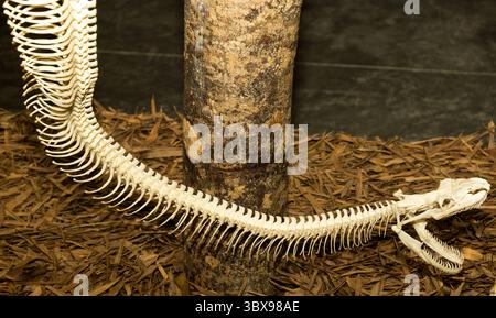 Tierskelett, das Körperstruktur für Bildung und Wissenschaft zeigt Stockfoto