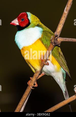 Der Gouldian finch (Chloebia gouldiae), auch bekannt als Lady Gouldian finch, Gould's finch oder regenbogenfinch, ist ein farbenfroher Vogel, der sich in der Natur befindet Stockfoto