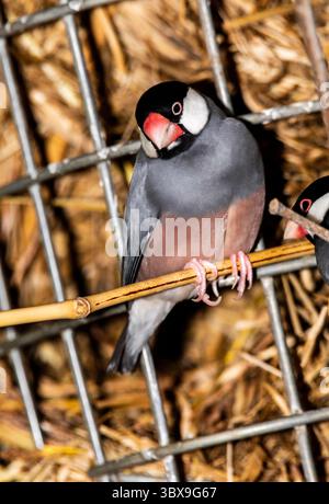 Der Gouldian finch (Chloebia gouldiae), auch bekannt als Lady Gouldian finch, Gould's finch oder regenbogenfinch, ist ein farbenfroher Vogel, der sich in der Natur befindet Stockfoto