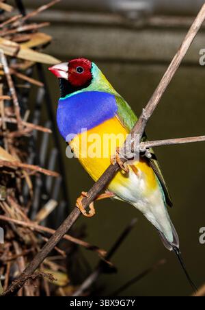 Der Gouldian finch (Chloebia gouldiae), auch bekannt als Lady Gouldian finch, Gould's finch oder regenbogenfinch, ist ein farbenfroher Vogel, der sich in der Natur befindet Stockfoto