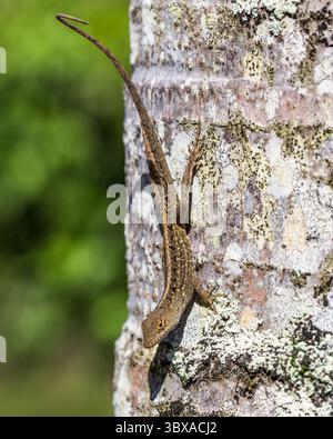 21. Januar 2018, Hawaii, USA: Die Brown Anole (Anolis sagrei), auch bekannt als Bahaman Anole auf Kauai, Hawaii. Sie ist auf Kuba und den Bahamas beheimatet, wurde aber auch anderswo weit verbreitet. Es ist eine invasive Art auf Hawaii. (Kreditbild: © Jon G. Fuller/VW Pics via ZUMA Press Wire) Stockfoto
