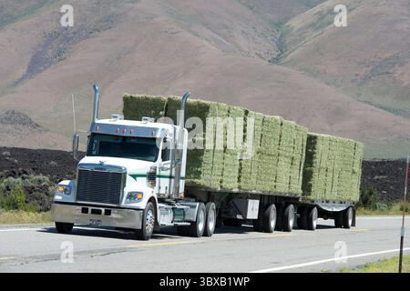 Transport von Luzerne-Heu in Idaho vom Feld zu Milchbetrieben oder asiatischen Märkten. Stockfoto