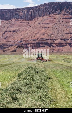 6. Juli 2021, Moab, Utah, Vereinigte Staaten: Ein Rechen kombiniert kleinere Heureihen in einer größeren Reihe, um die Anzahl der von der Ballenpresse benötigten Durchgänge zu reduzieren. (Kreditbild: © Jon G. Fuller/VW Pics via ZUMA Press Wire) Stockfoto