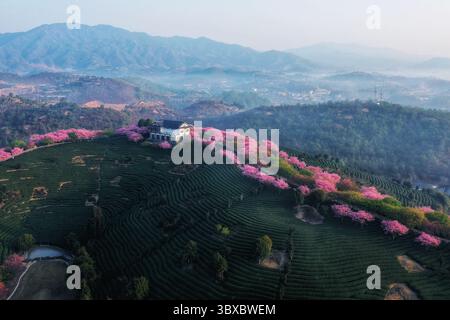Teeplantage mit Kirschblüten bei Sonnenaufgang mit atemberaubendem Blick aus der Vogelperspektive im Frühling Stockfoto