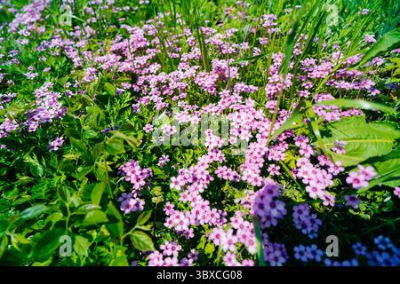 Blüten eines rosa Sauerampfer, Oxalis articulata. Hochwertige Fotos Stockfoto