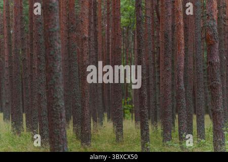 Dichter Kiefernwald mit hohen geraden Baumstämmen und grünem Unterholz im Sommer. Stockfoto