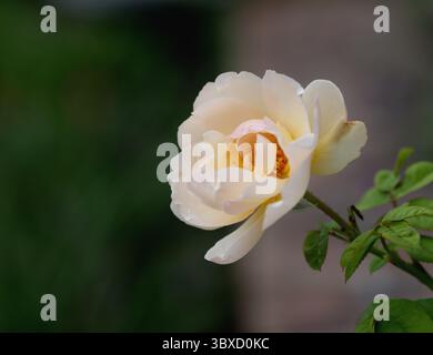 Der Lark Ascending David Austin englischer Sträucher stieg auf Stockfoto